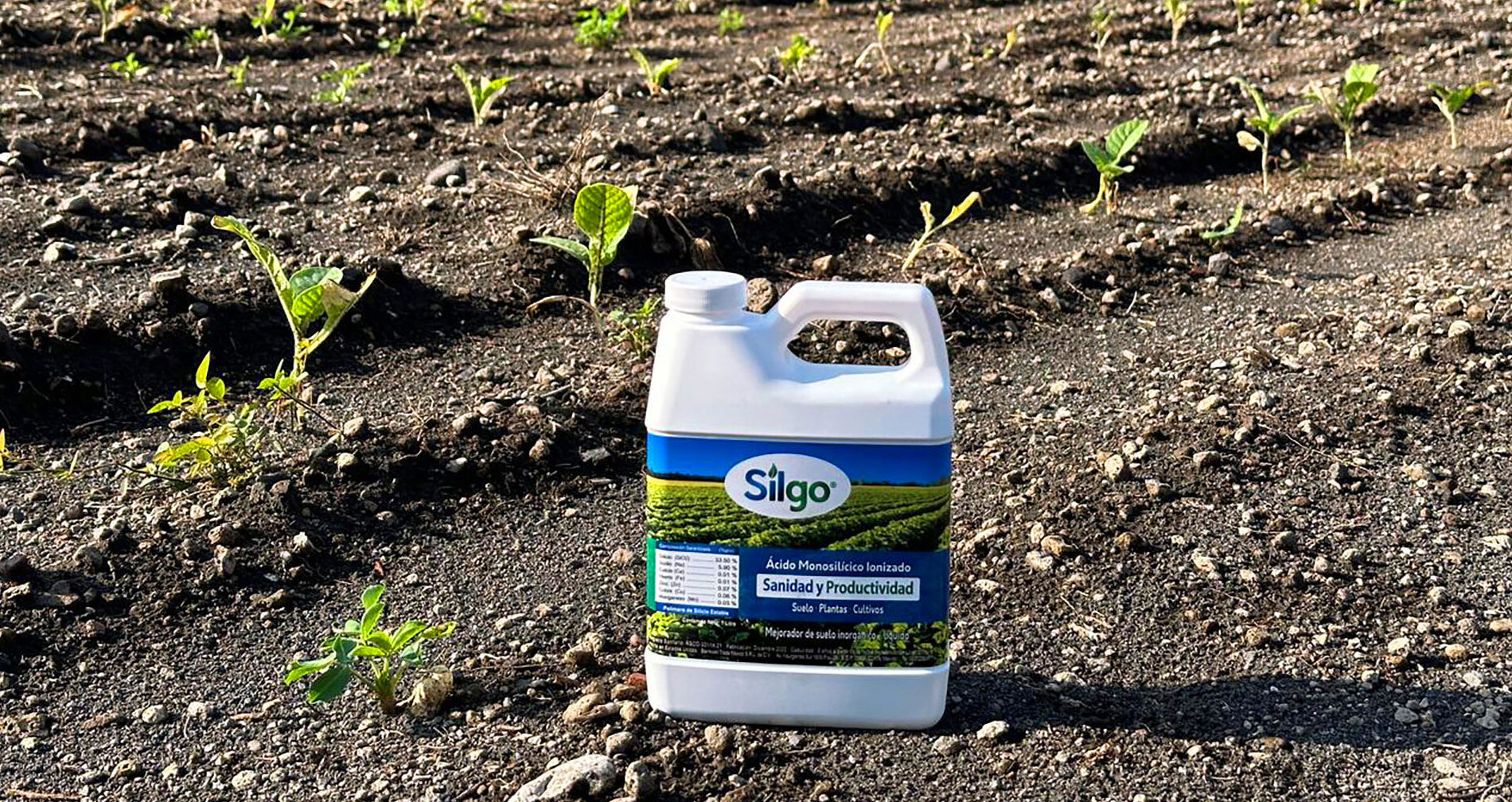 Características de Silgo