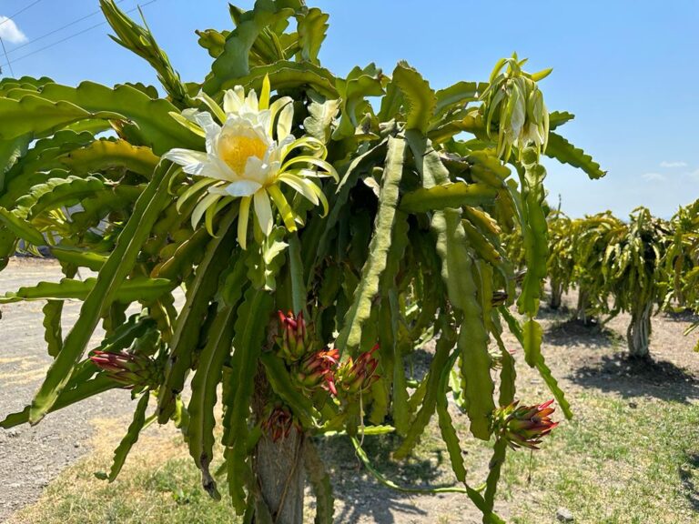 Pitahaya